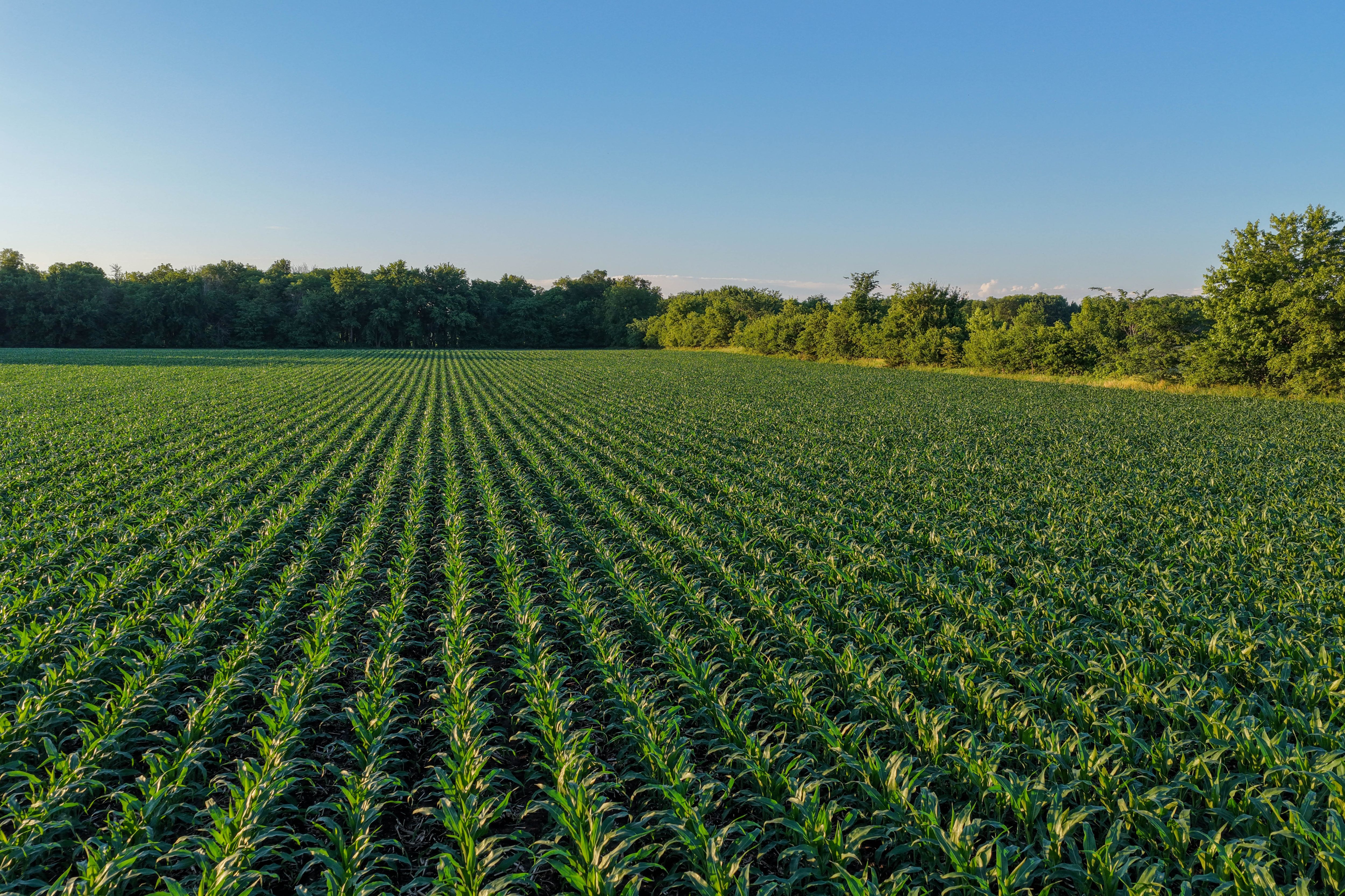 Listing Photo: Hard Surface road plus 40 acre Building Site Johnson County Iowa-17